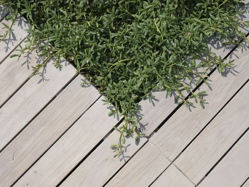 Jardin aménagé avec terrasse bois par Pierre et Jardins à Villeurbanne